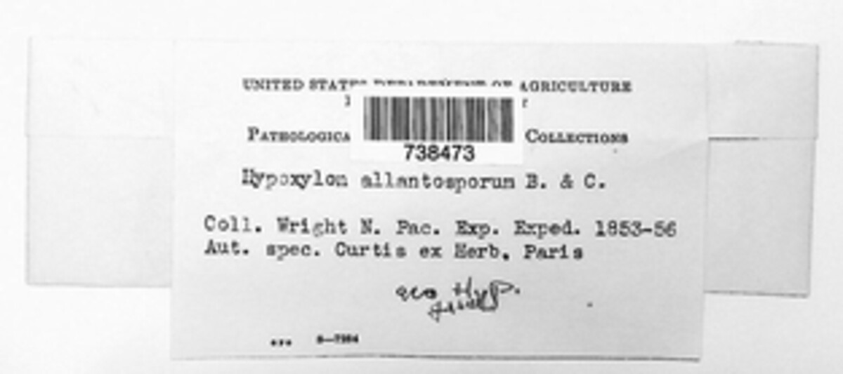 Hypoxylon allantosporum image